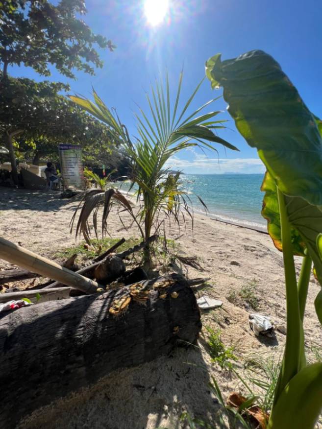 Sunlit tropical beach in Koh Samui framed by palm trees and clear blue waters, ideal for seasonal trips.